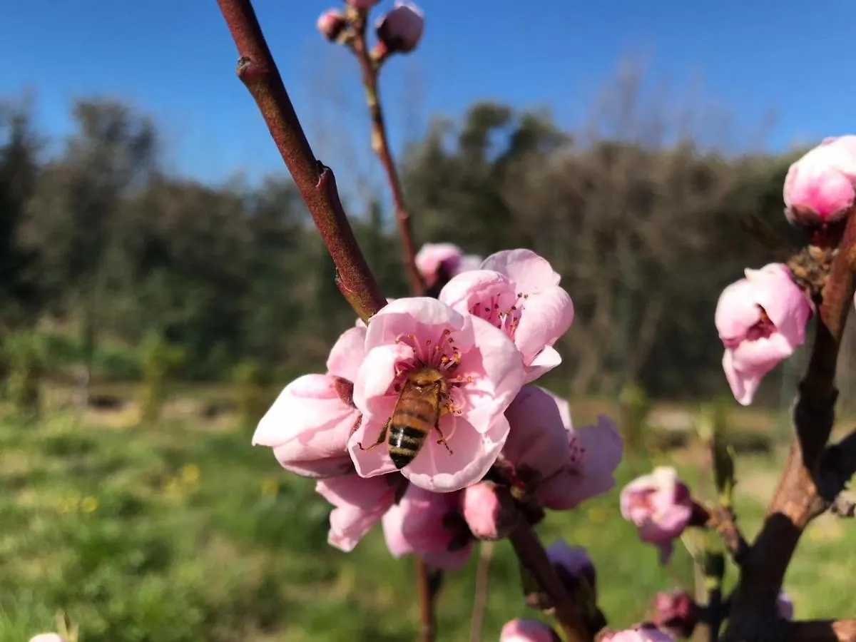 B&B Bee Frascati Bed & Breakfast